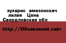 эухарис, амазонскач лилия › Цена ­ 1 500 - Свердловская обл.  »    